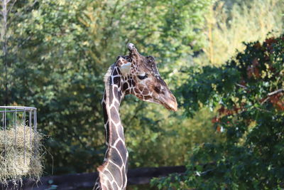 Giraffe in a forest