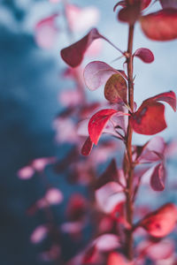 Close-up of red flowering plant