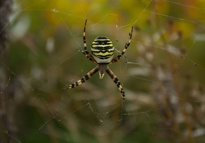 Close-up of spider on web