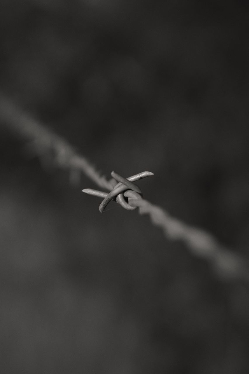 flying, animal themes, animals in the wild, one animal, wildlife, mid-air, focus on foreground, low angle view, bird, selective focus, spread wings, nature, day, outdoors, insect, no people, sky, perching, close-up, motion