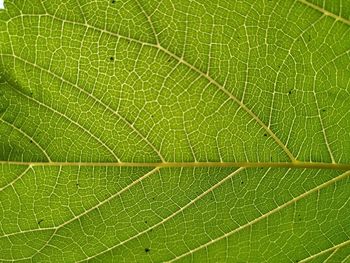 Macro shot of green leaf