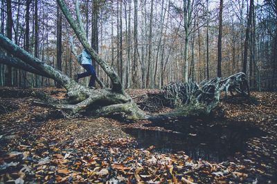 Bare trees in forest during autumn