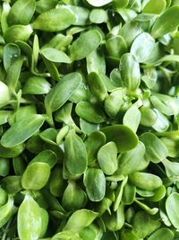 Full frame shot of green plants