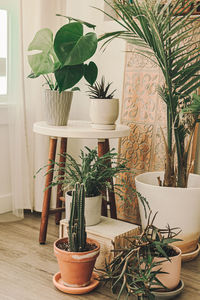 Potted plants on table at home