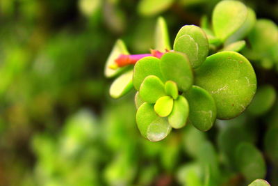 Close-up of flowering plant