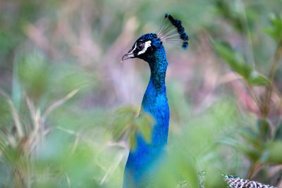 Close-up of a peacock