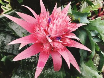 Close-up of wet pink flower