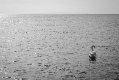 Swans swimming in sea against sky