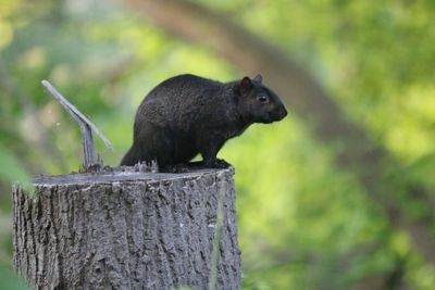 Close-up of squirrel on tree stump