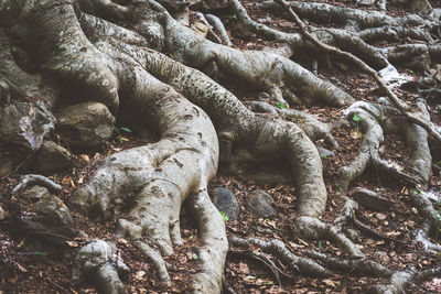 Close-up of roots of tree