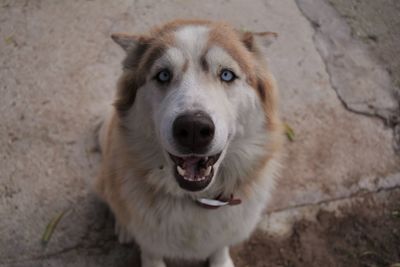 Close-up portrait of dog