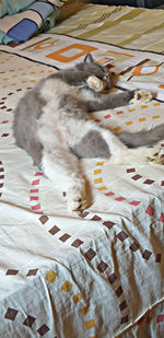 High angle view of cat sleeping on bed at home