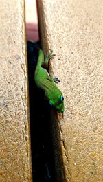 Close-up of an animal