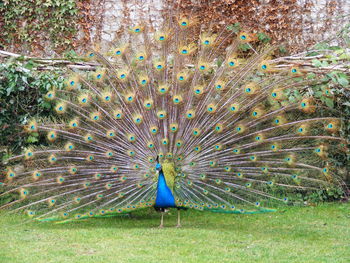 Peacock on grass