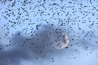 flock