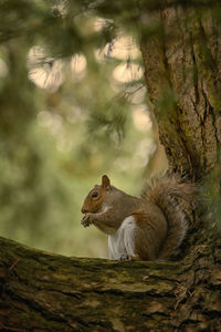 View of squirrel on tree trunk