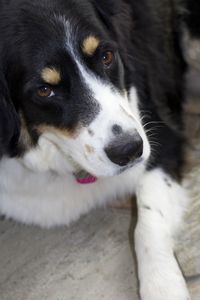 Close-up of a dog