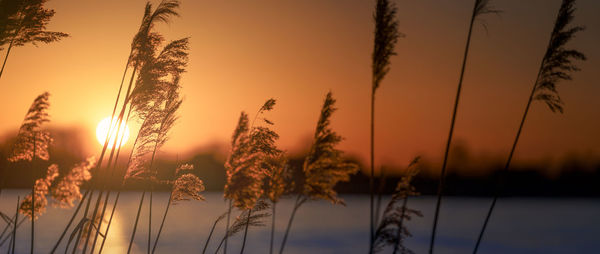 Close-up of silhouette plants against sky during sunset