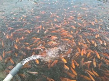 High angle view of koi carps swimming in lake