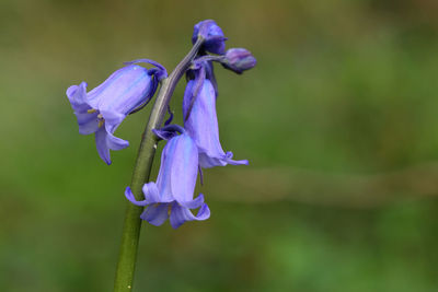 Close-up of purple iris flower