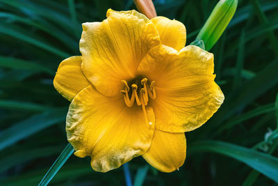 Close-up of orange flower