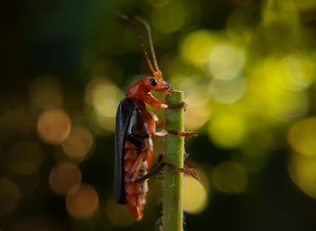 Close-up of insect on leaf