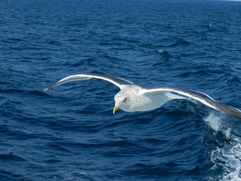 Swan swimming in sea against sky