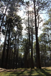 Low angle view of trees in forest