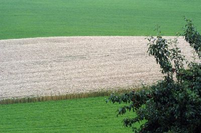 Scenic view of agricultural field