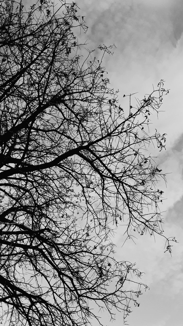 tree, black and white, sky, branch, plant, cloud, monochrome, monochrome photography, nature, low angle view, no people, beauty in nature, bare tree, silhouette, outdoors, flower, tranquility, winter, leaf, day, bird, environment, scenics - nature, overcast