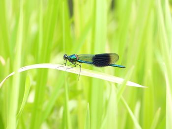 Close-up of insect on grass