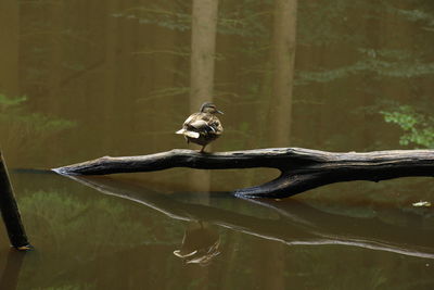 Bird perching on a lake