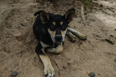 High angle portrait of dog relaxing on land