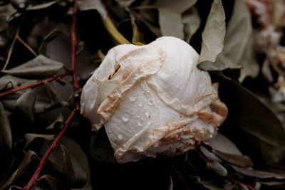 Close-up of wilted flower on leaves