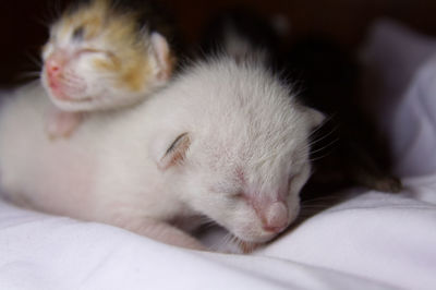 Close-up of kitten sleeping on bed