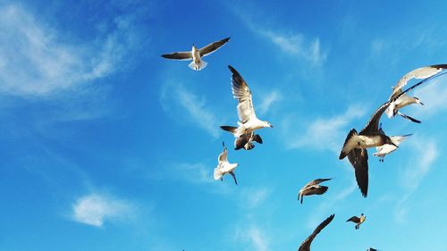 Low angle view of seagulls flying in sky