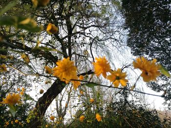 Low angle view of tree against yellow sky