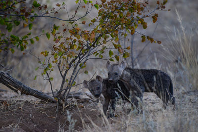 View of a cat on tree