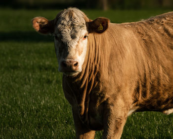 Portrait of a horse on field