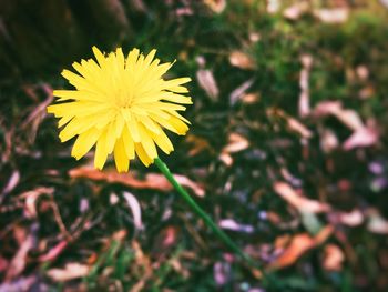 Close-up of yellow flower blooming outdoors