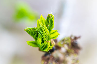 Close-up of plant