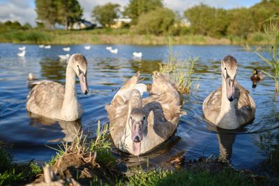 Swans at lakeshore