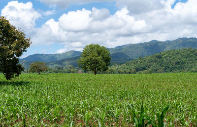 Scenic view of agricultural field against sky