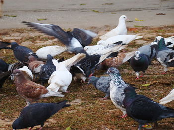 High angle view of pigeons on field