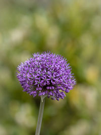 Close-up of purple flowering plant