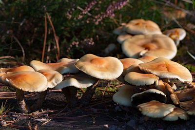 Close-up of mushrooms growing in forest