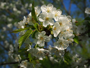 Close-up of white flowering plant