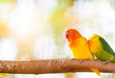 Lovebird parrots sitting together on a tree branch, pet animal concept