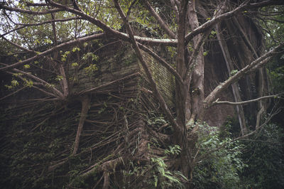 Trees growing in forest