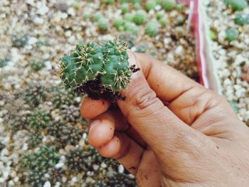 Close-up of hand holding cactus plant